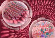 Medical 2D gut microflora illustration